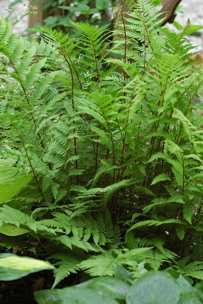 Athyrium augustum forma 'Rubellum' Lady in Red