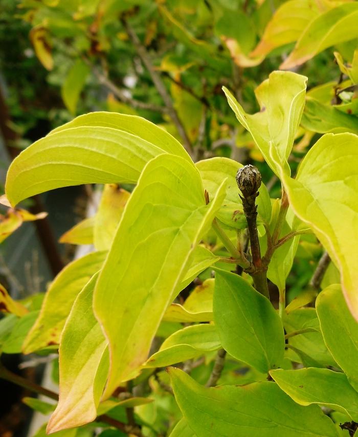 Cornus mas 