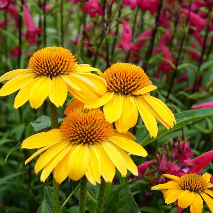 Echinacea Sombrero® Lemon Yellow Improved