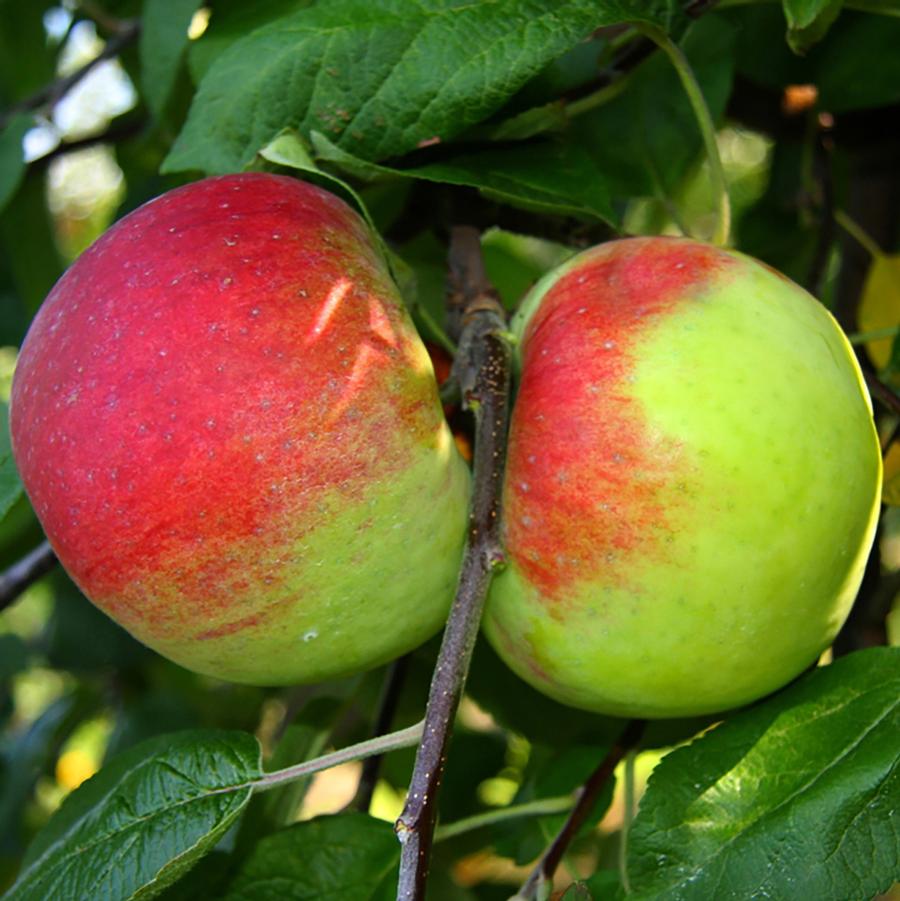 Malus domestica Cortland