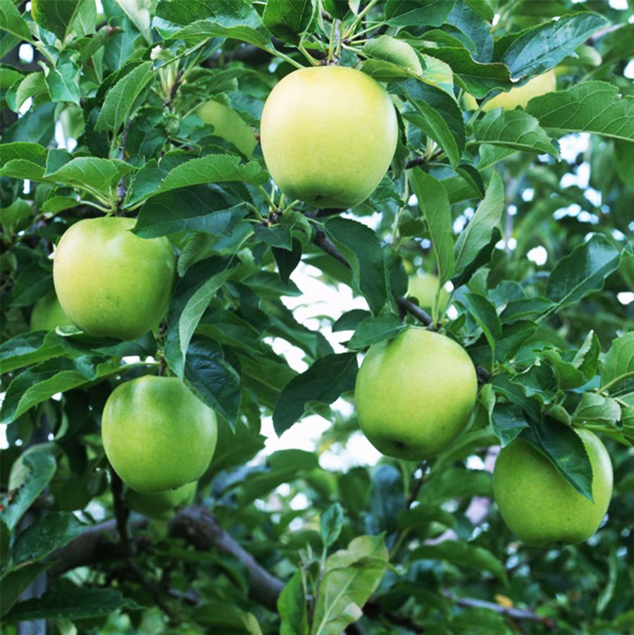 Malus domestica Honeygold