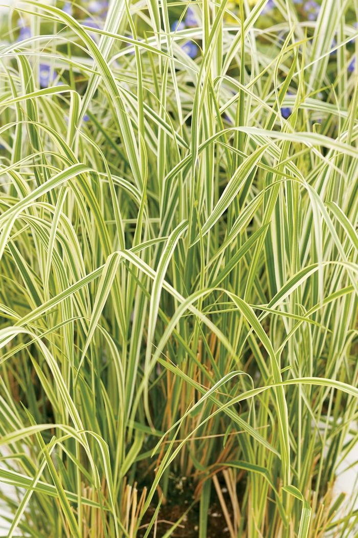 Calamagrostis acutiflora Overdam