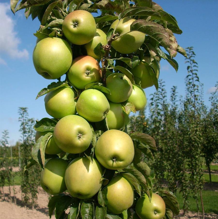 Malus pumila Golden Sentinel®