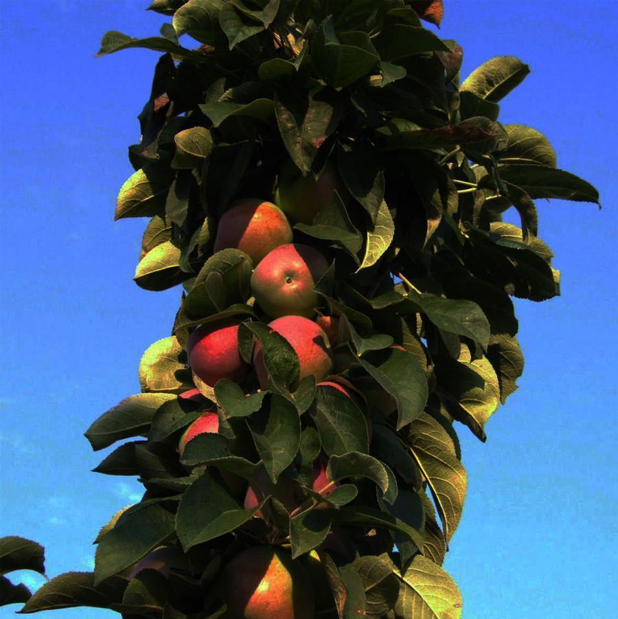 Malus pumila Scarlet Sentinel™