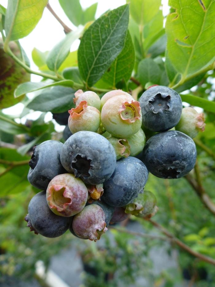 Vaccinium corymbosum Northland