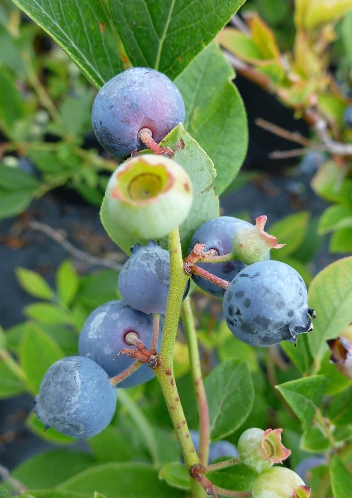 Vaccinium corymbosum Polaris