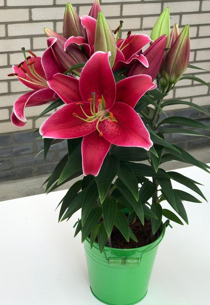 Lilium oriental Lily Looks Sunny Keys