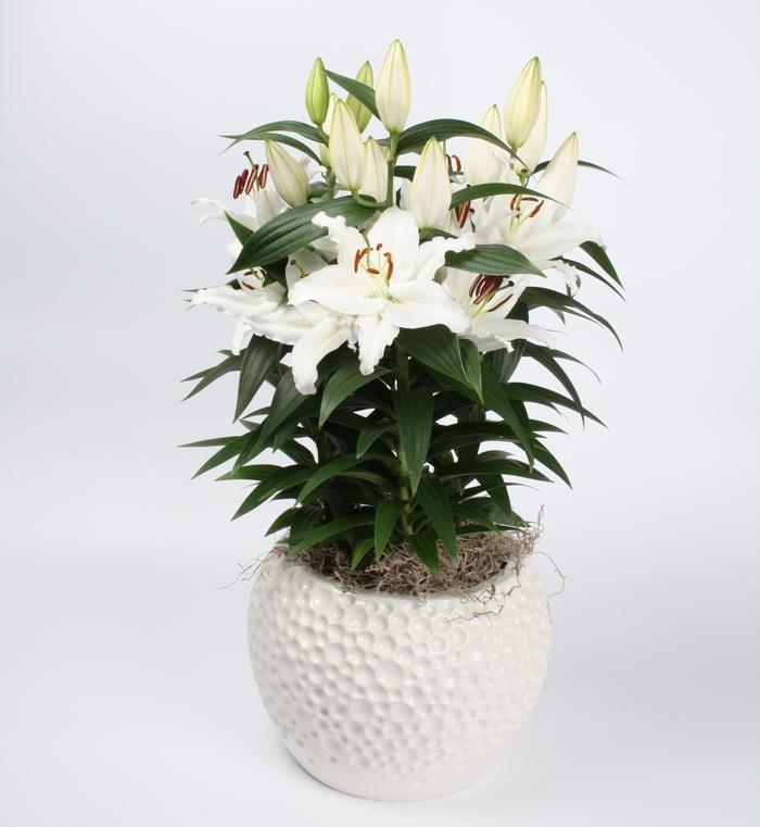 Lilium oriental Lily Looks Sunny Bahamas