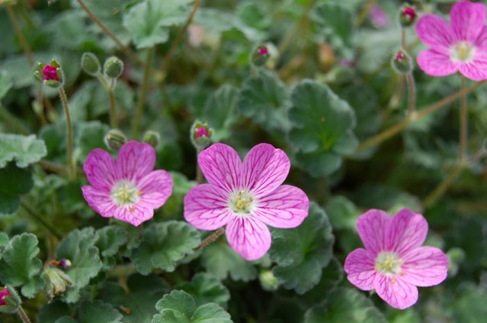 Erodium x variabile Bishop's Form