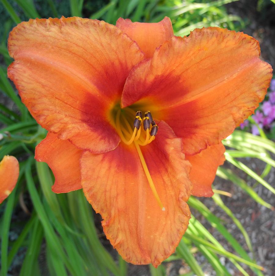 Hemerocallis Leebea Orange Crush