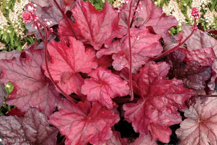 Heuchera Fire Chief