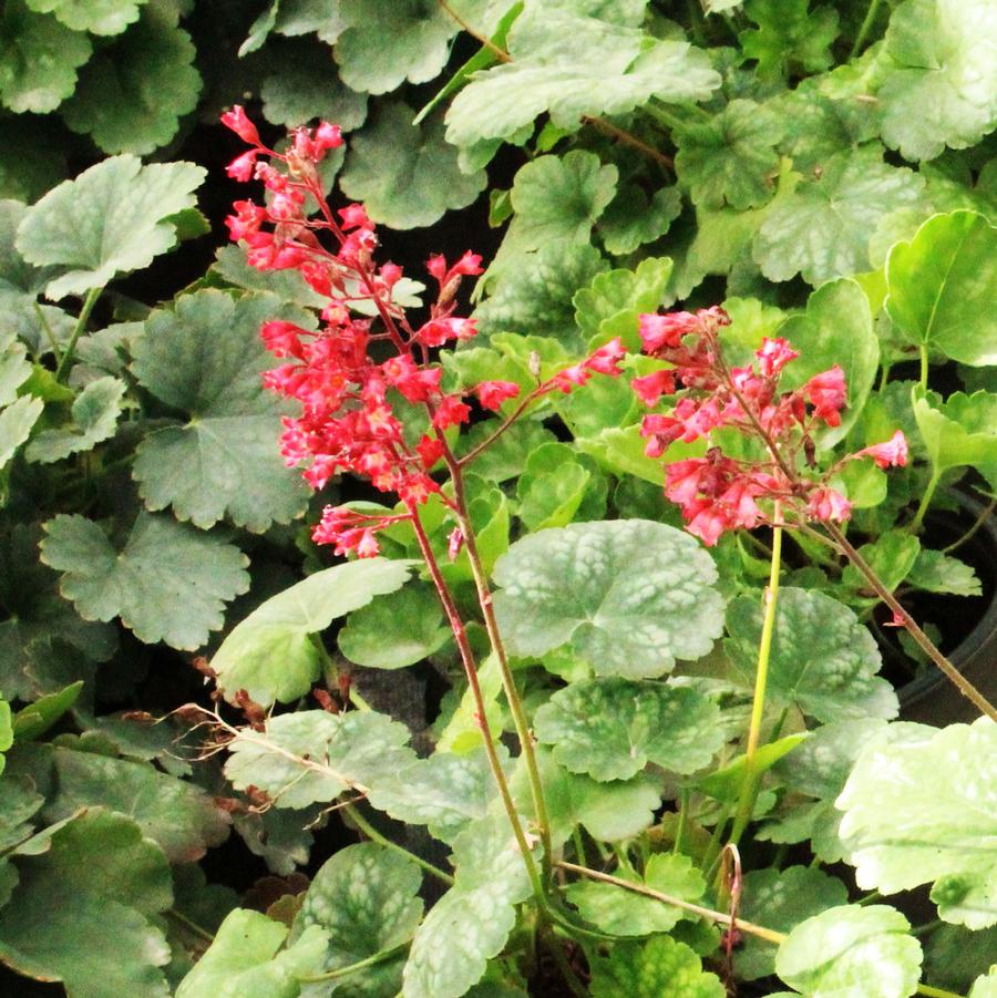 Heuchera sanguinea Bressingham