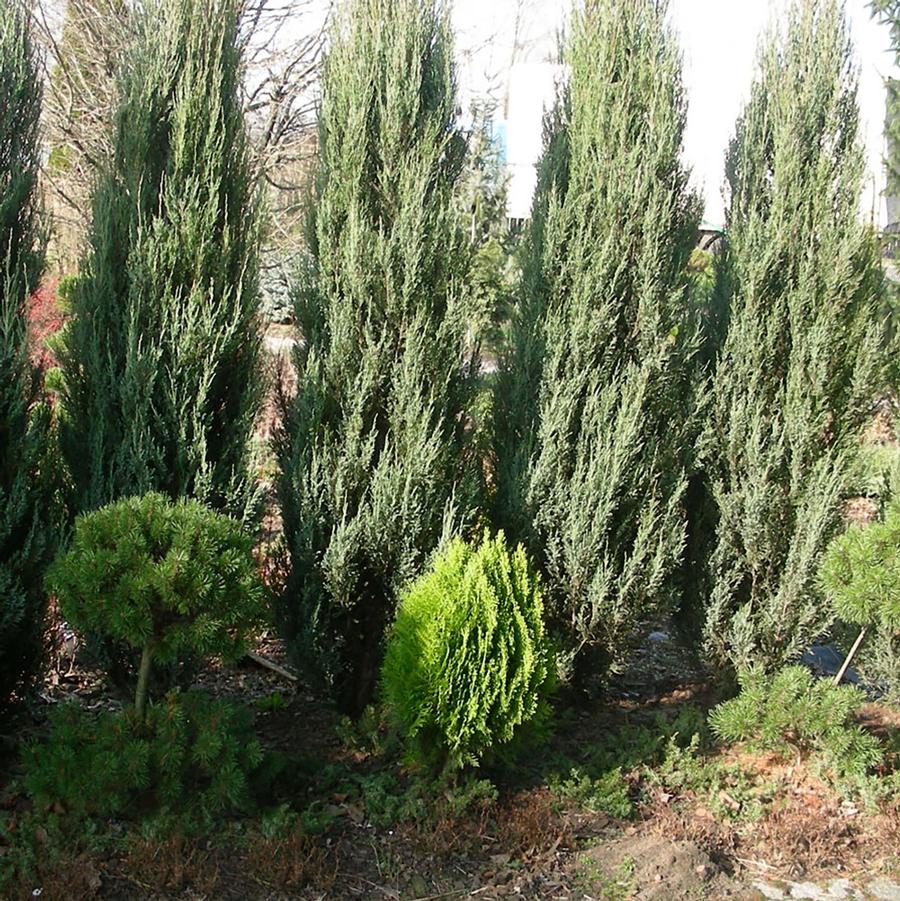 Juniperus virginiana Blue Arrow