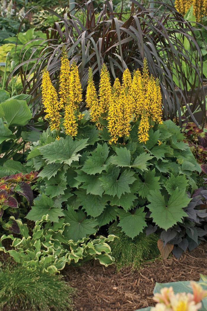 Ligularia stenocephala Bottle Rocket