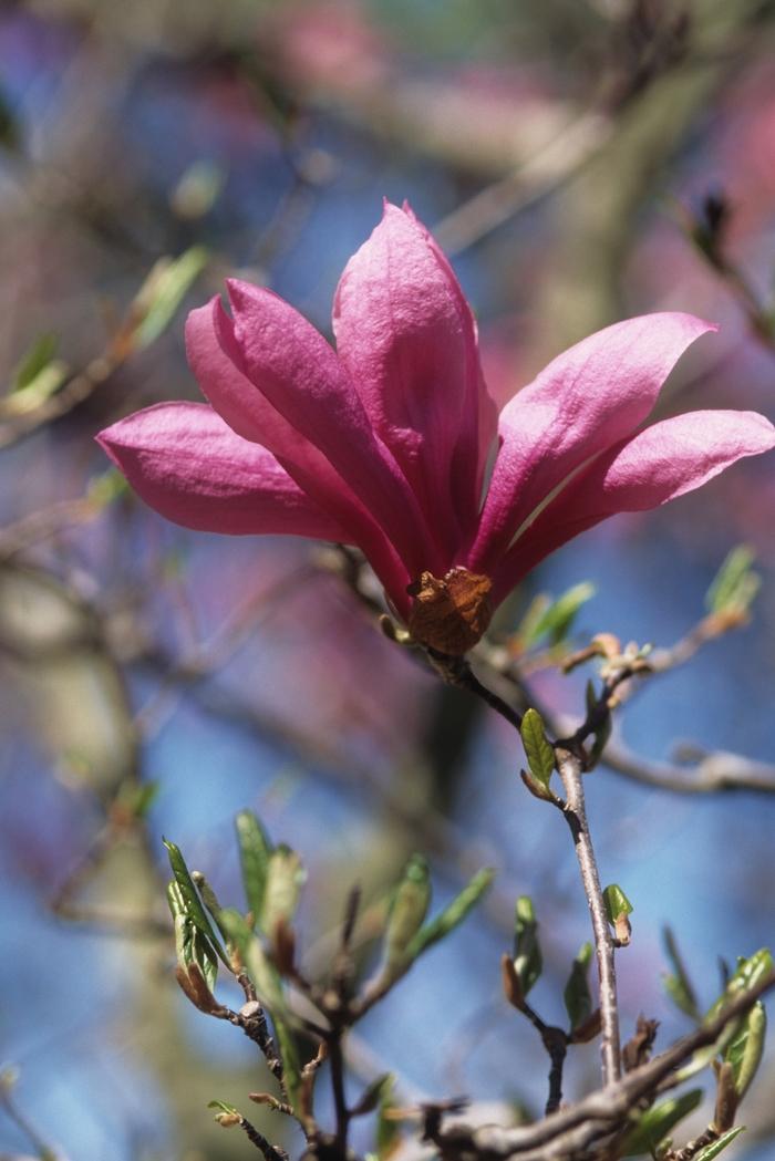 Magnolia liliflora Betty