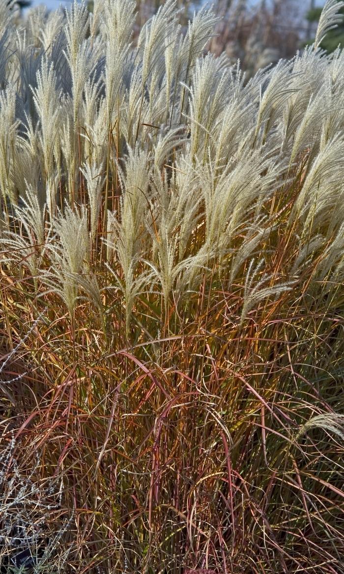 Miscanthus sinensis Purpurascens