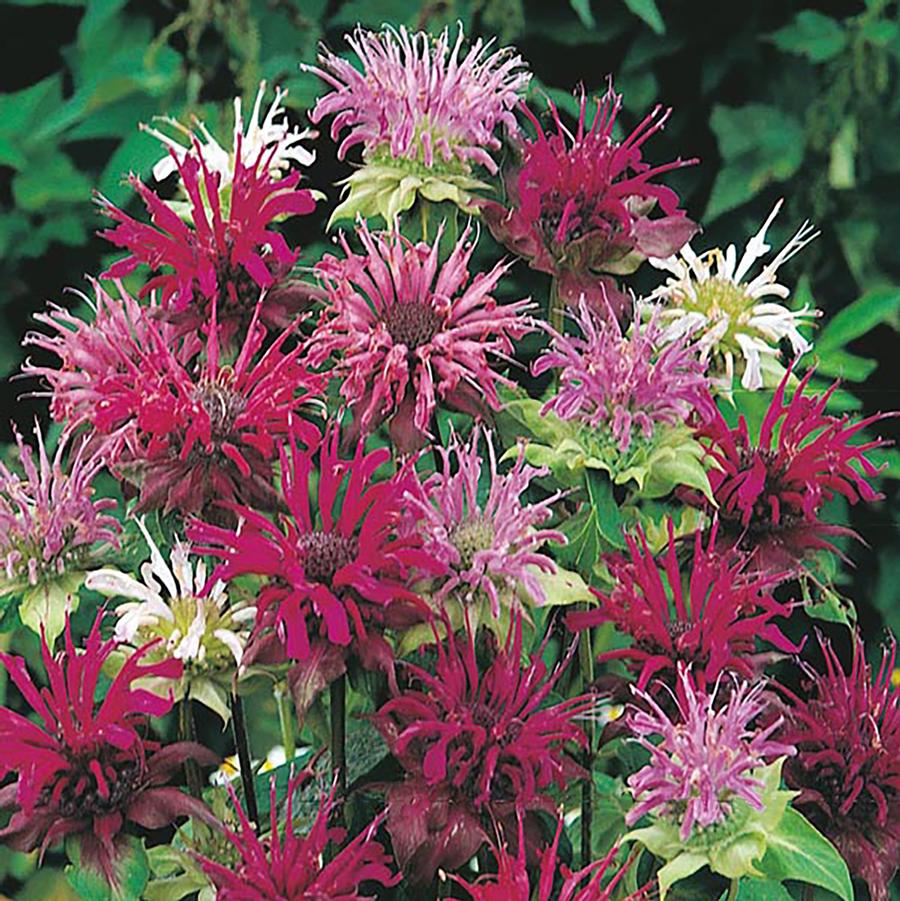 Monarda didyma Panorama Mixture