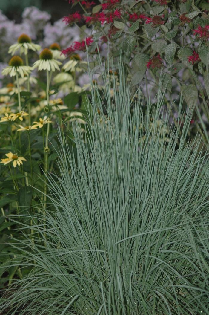 Schizachyrium scoparium The Blues