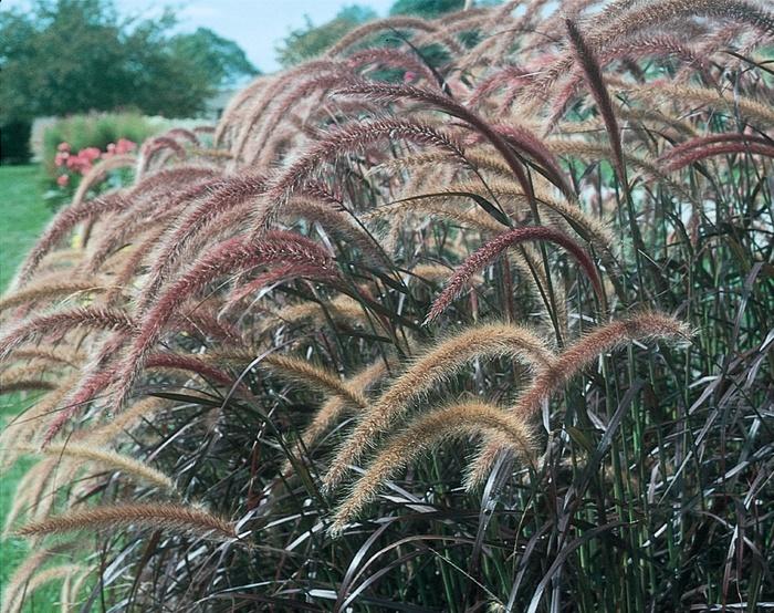 Pennisetum setaceum Rubrum