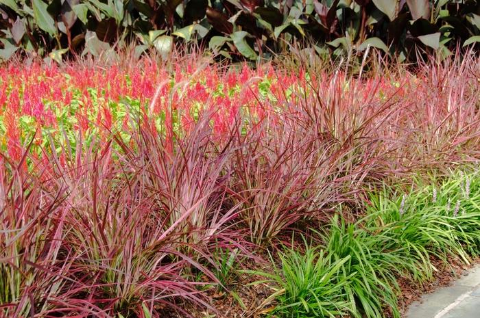 Pennisetum setaceum ; Fireworks