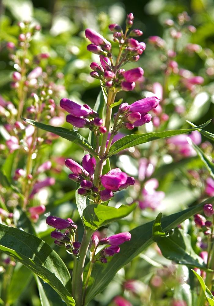 Penstemon barbatus Rondo Mix