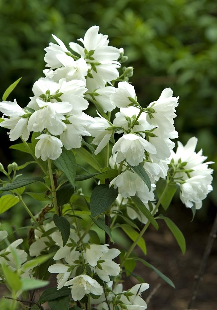 Philadelphus virginalis Snowbelle