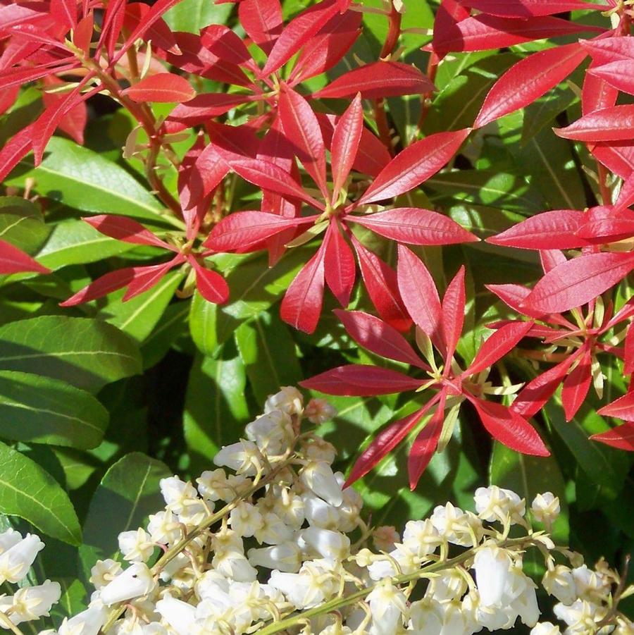 Pieris japonica Forest Flame