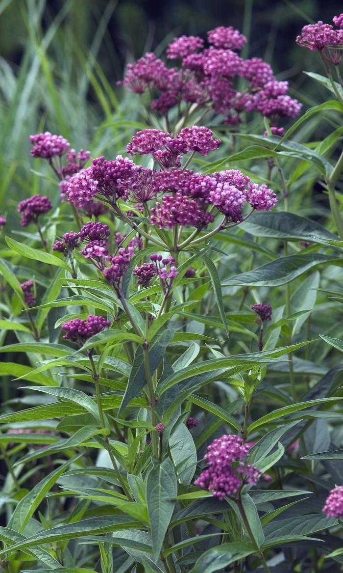 Asclepias incarnata Cinderella