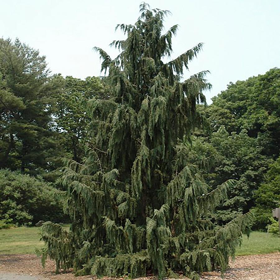 Chamaecyparis nootkatensis Glauca Pendula