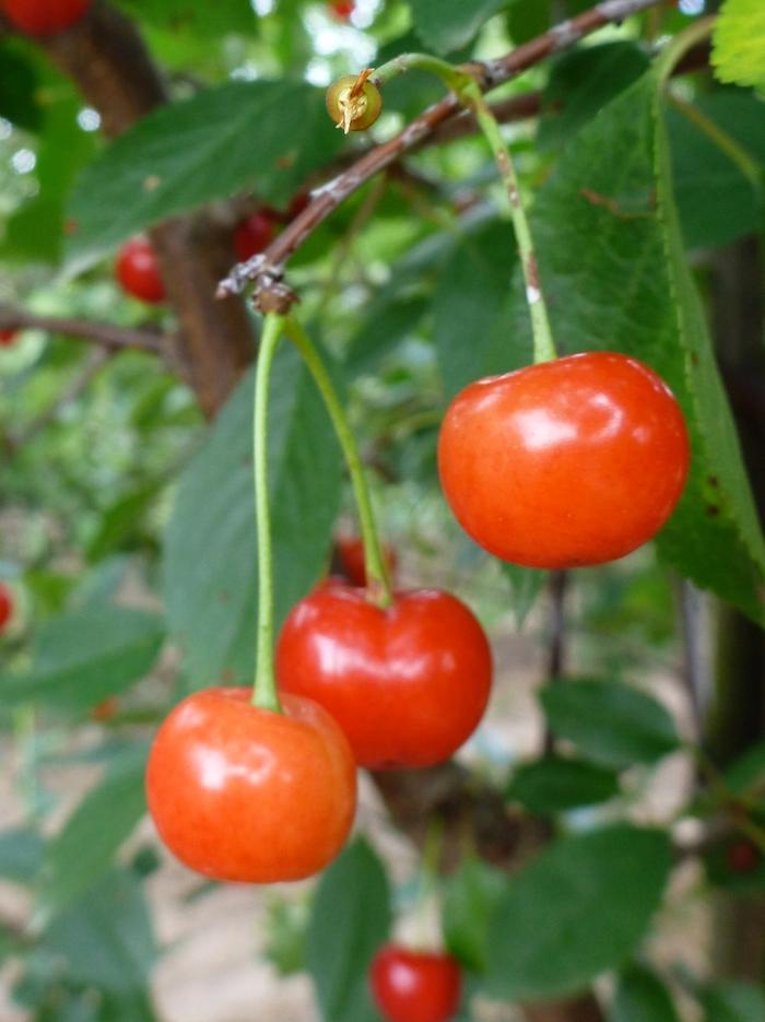 Prunus cerasus Montmorency