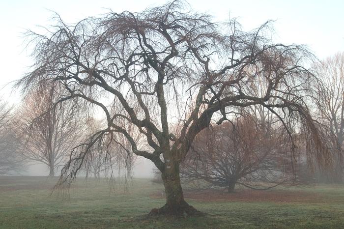 Prunus subhirtella Pendula Plena Rosea