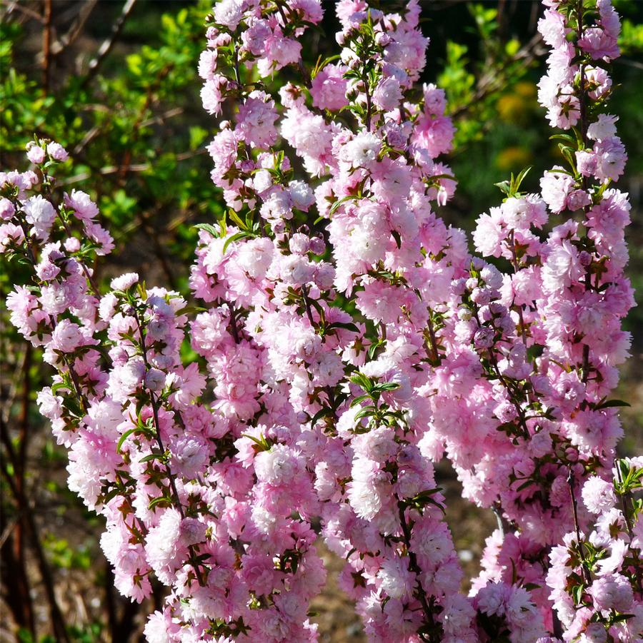 Prunus triloba multiplex 