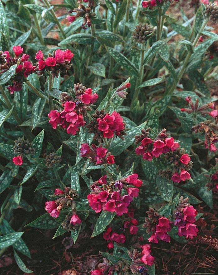 Pulmonaria saccharata Raspberry Splash