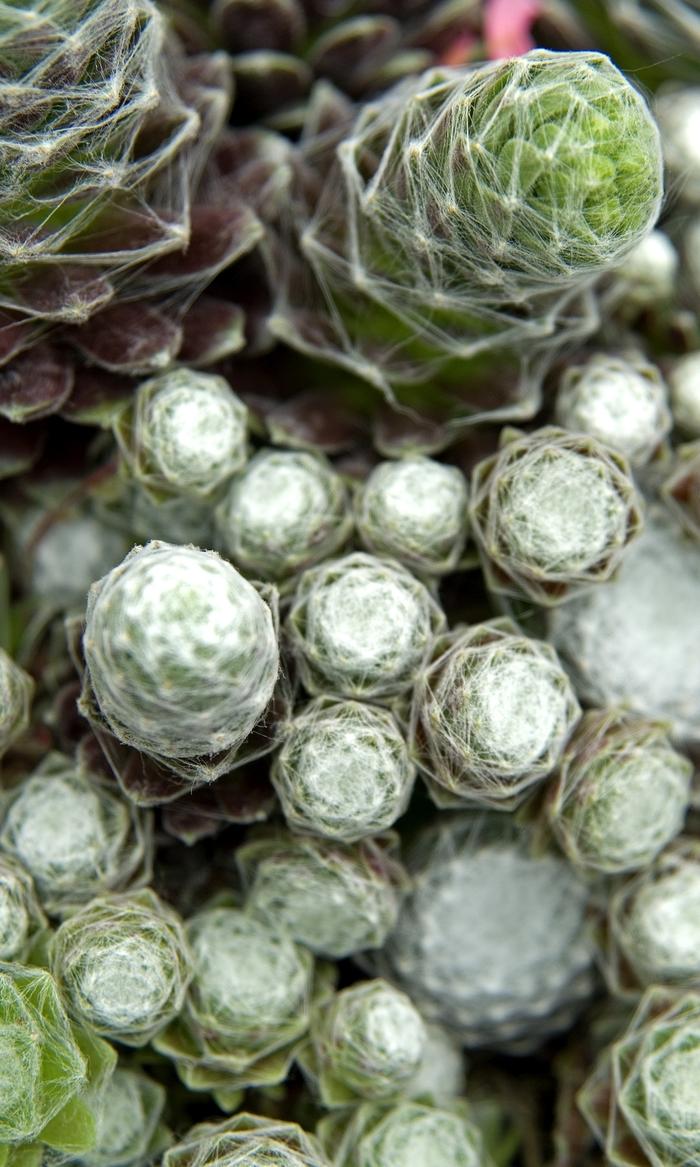 Sempervivum arachnoideum Cobweb