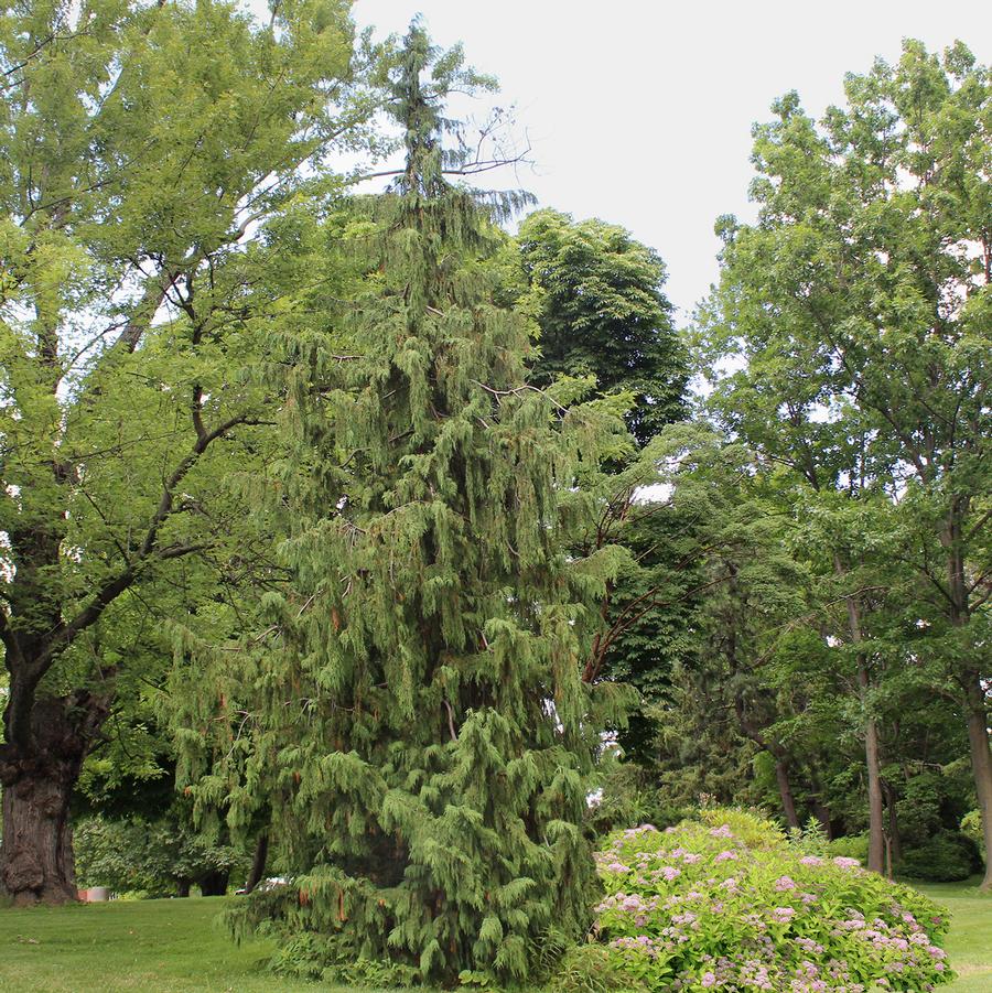 Chamaecyparis nootkatensis Pendula