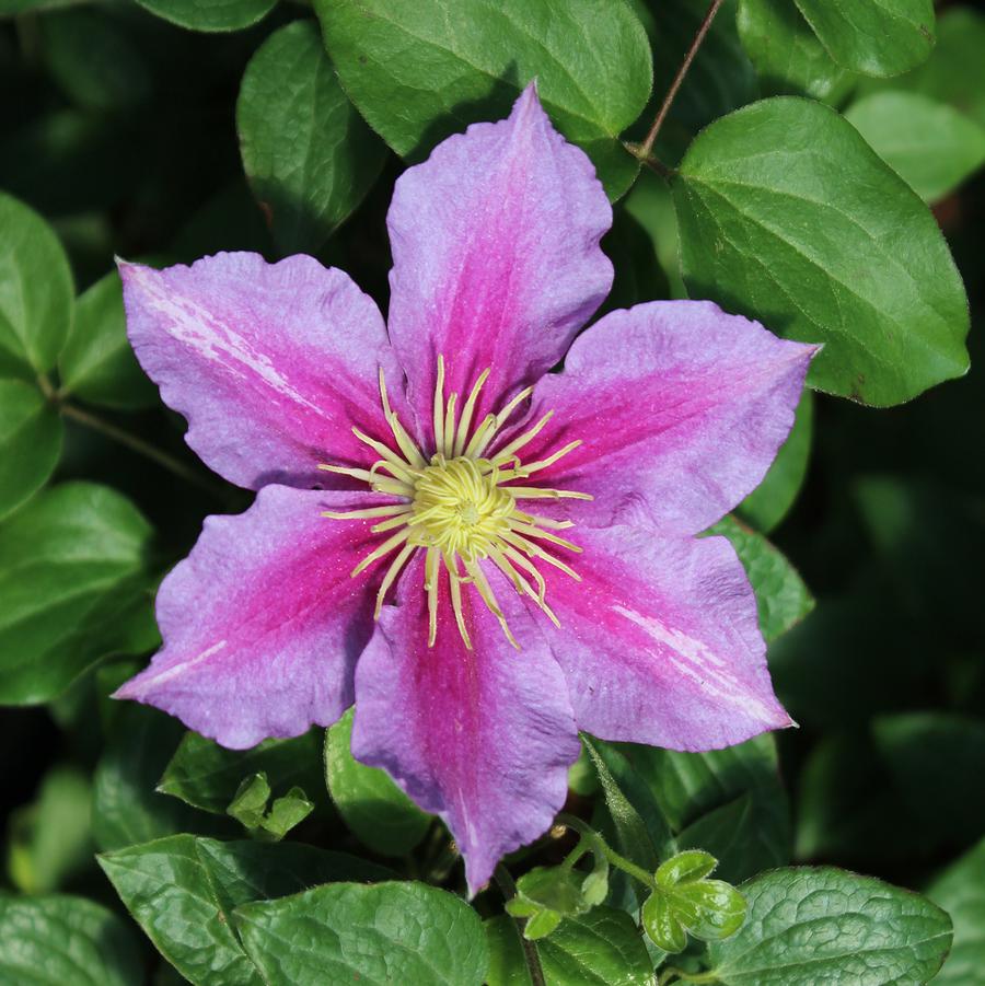 Clematis Piilu™