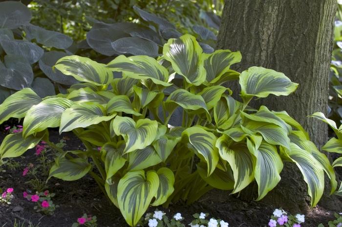 Hosta Fortunei Aureomarginata