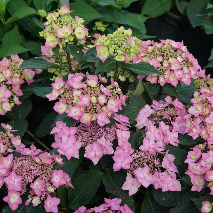 Hydrangea macrophylla x serrata Let's Dance® Can Do!