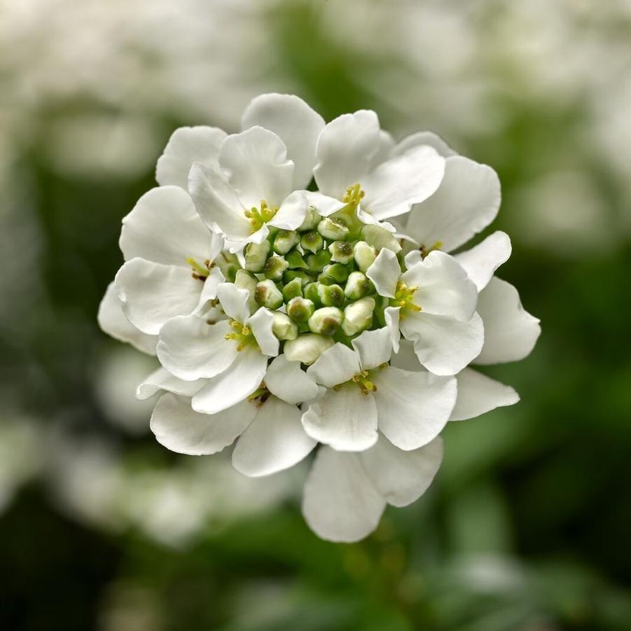 Iberis sempervirens Whistler™ White