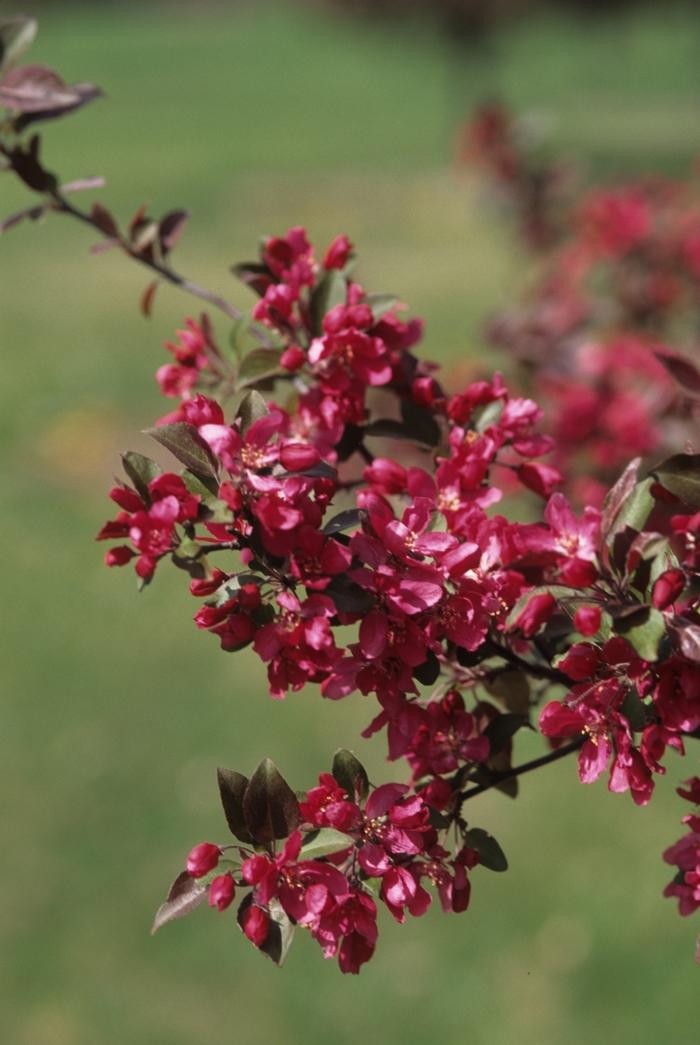 Malus Profusion