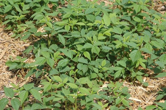 Rubus idaeus Heritage