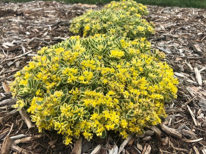 Sedum Rock 'N Low® Boogie Woogie