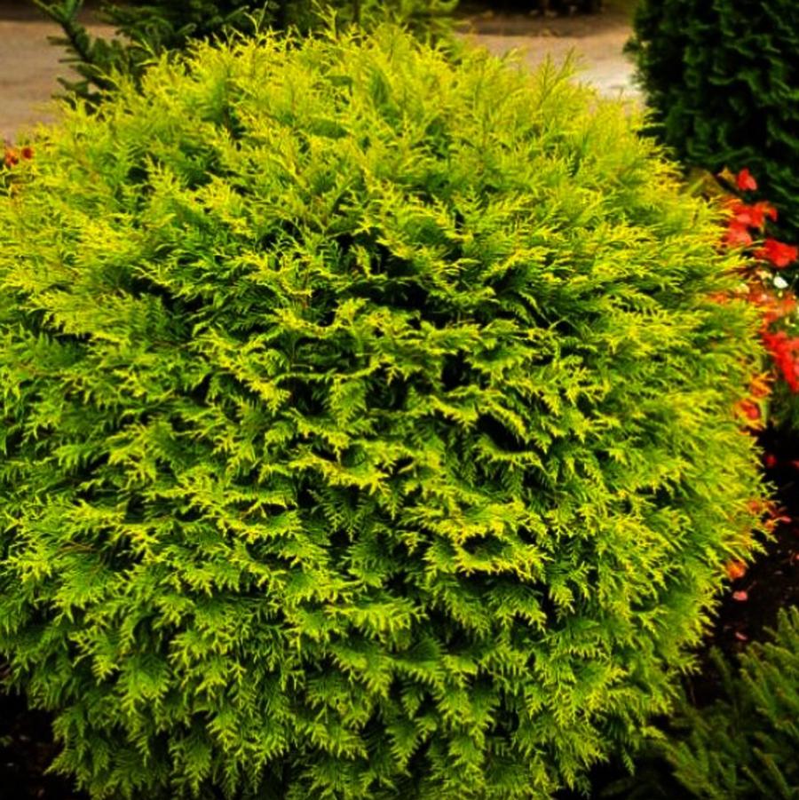 Thuja occidentalis Golden Globe