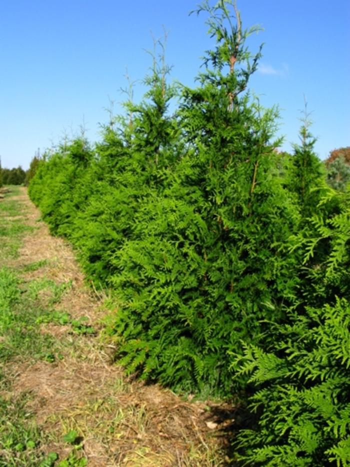 Thuja standishii x plicata Green Giant