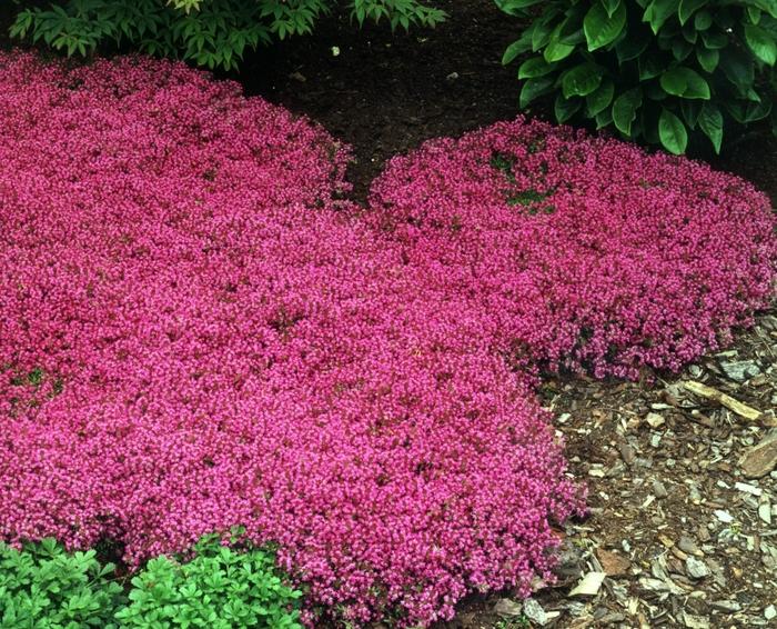 Thymus praecox Coccineus