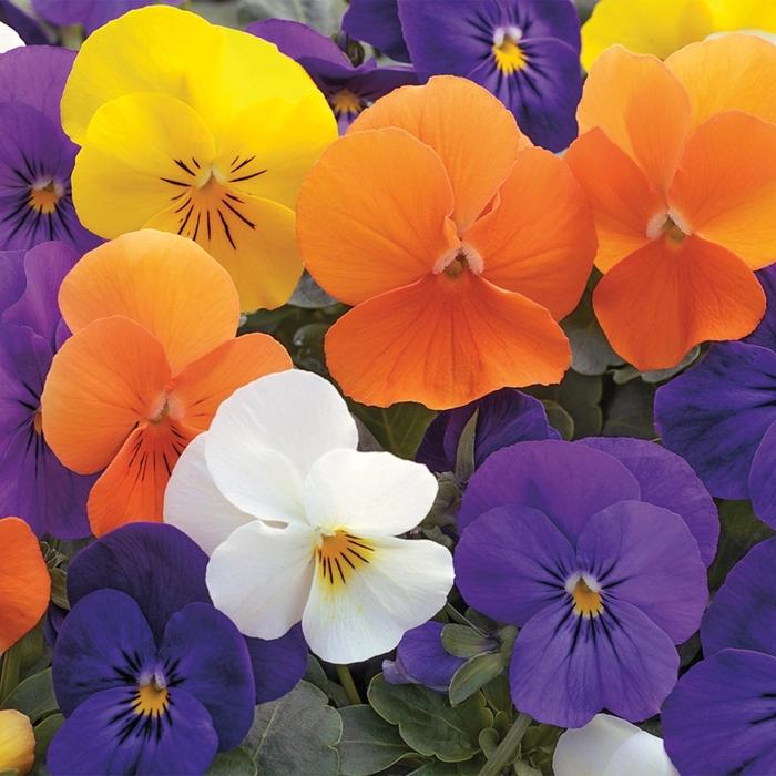 Viola cornuta Penny™ Mix