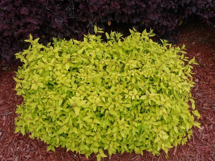 Spiraea japonica Gold Mound