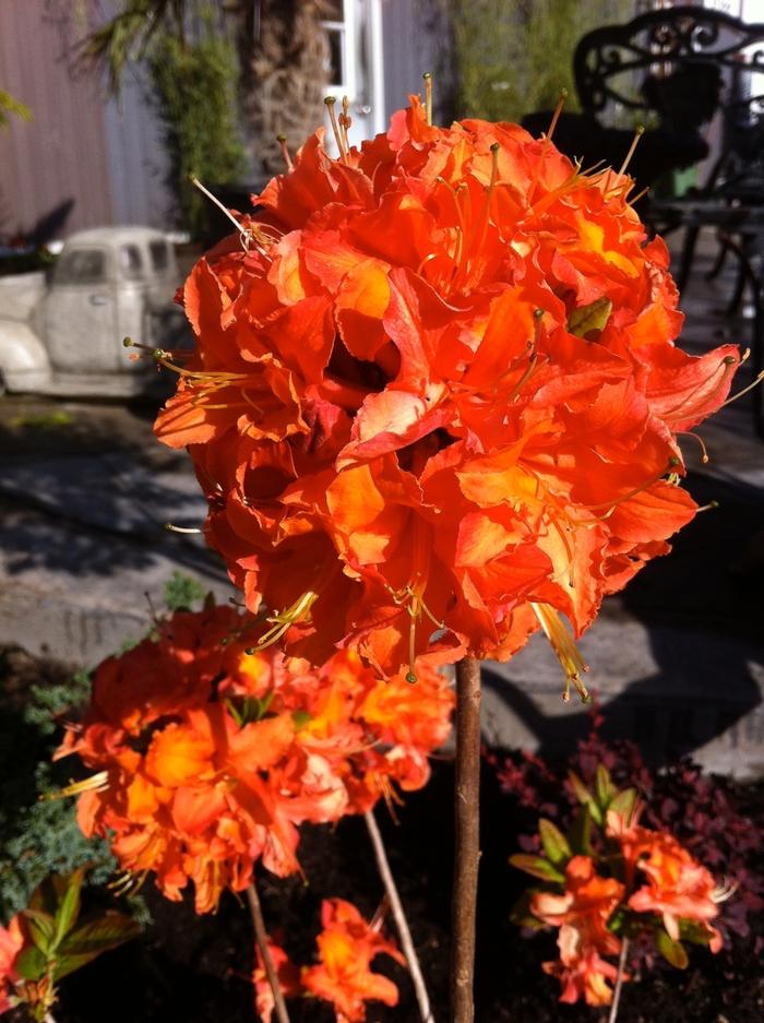 Rhododendron Northern Lights hybrid Mandarin Lights