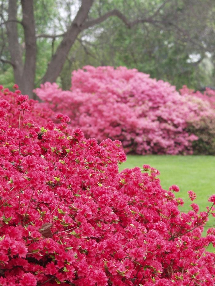 Rhododendron Kurume Hybrid Hino-Crimson