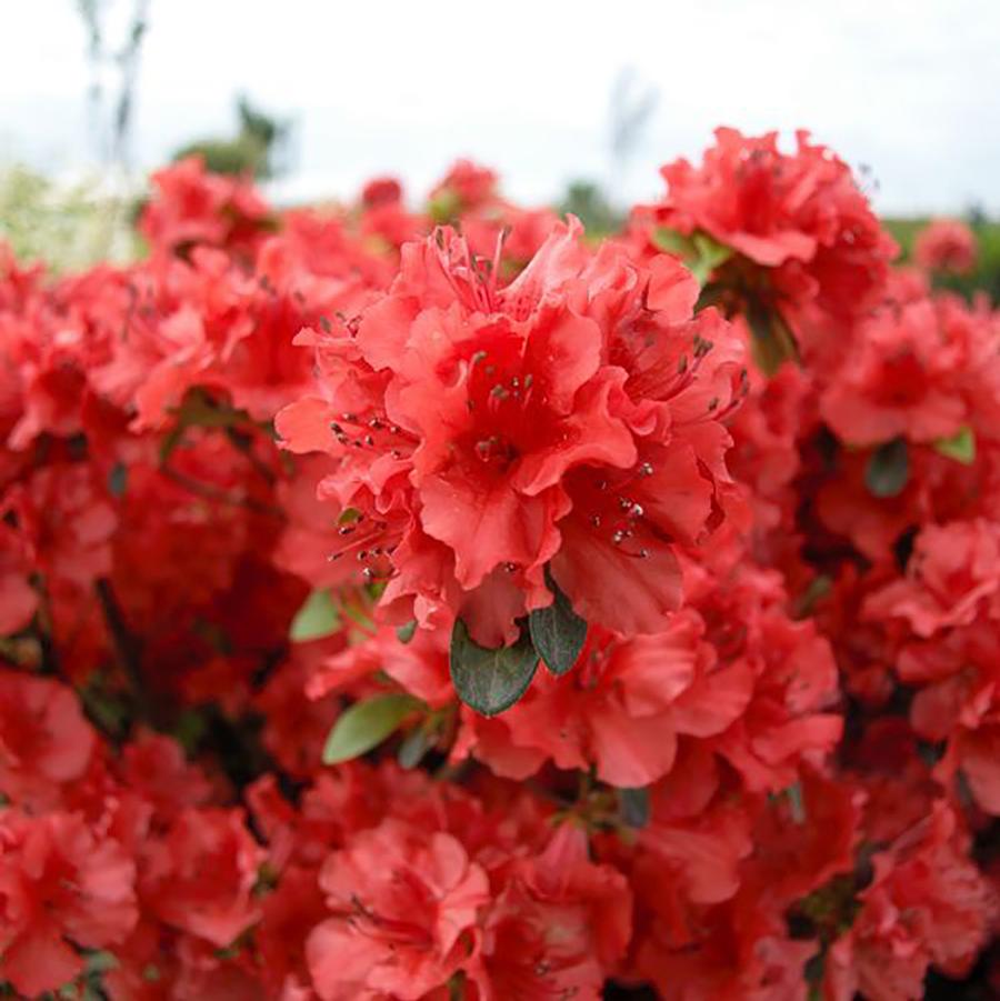 Rhododendron Girard's Hot Shot